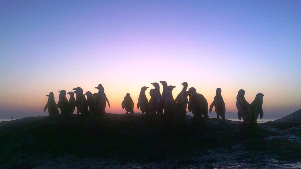 Boulders beach restaurant and lodge penguins b4okqd