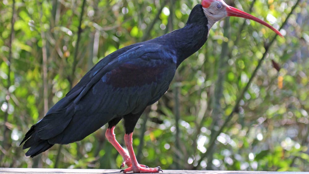 Southern bald ibis rwd3 alj0un