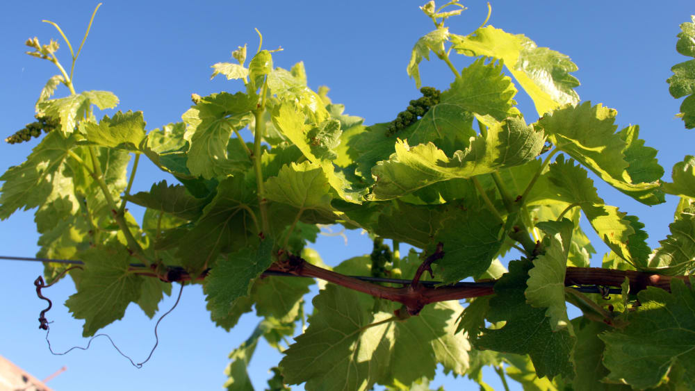 Tiny grapes and vines northern cape 10963379986 o fyunfp