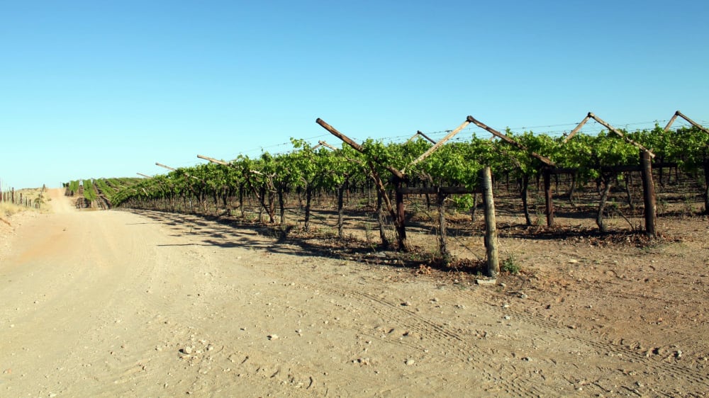 Vineyards near kakamas northern cape 10963329036 o bq1cej