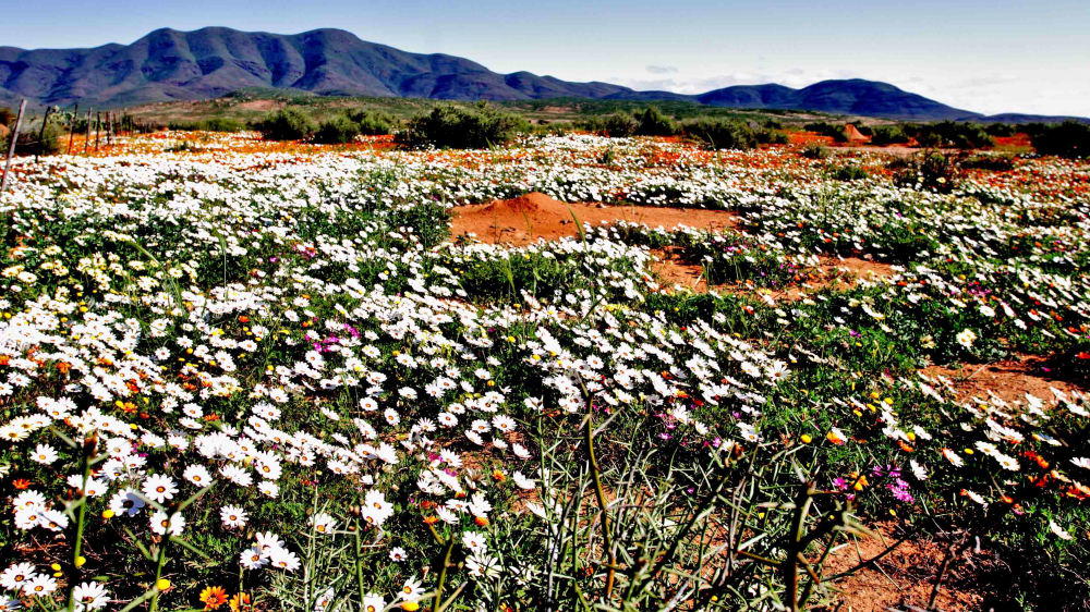 Flowers knersvlakte namaqualand karoo qcpgto