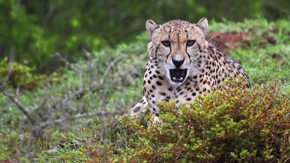 Cheetah acinonyx jubatus ieastern cape south africa. iets5w