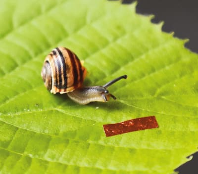 Help!' What is this red string coming out of my snail?? Its slowly