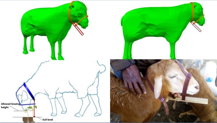 Anteneh's Overgrazing Shield Anteneh's Overgrazing Shield