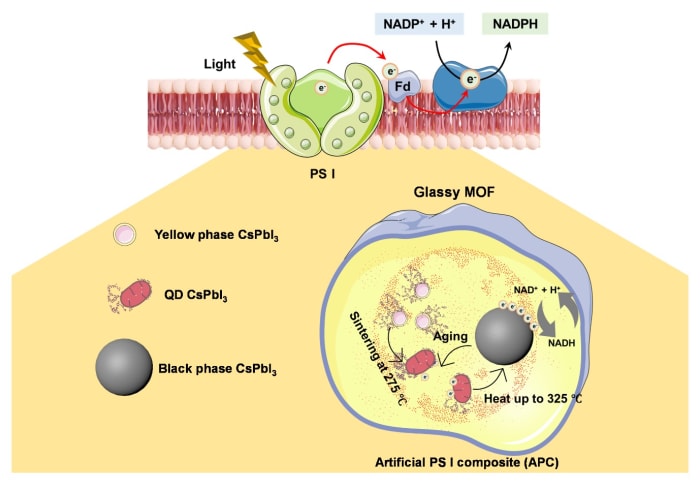 Novel Perovskite Glass Composite Enabling Coenzyme Regeneration novel-perovskite-glass-composite-enabling-coenzyme-regeneration