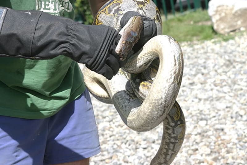shear thickening fluid impregnated protective clothing for bite