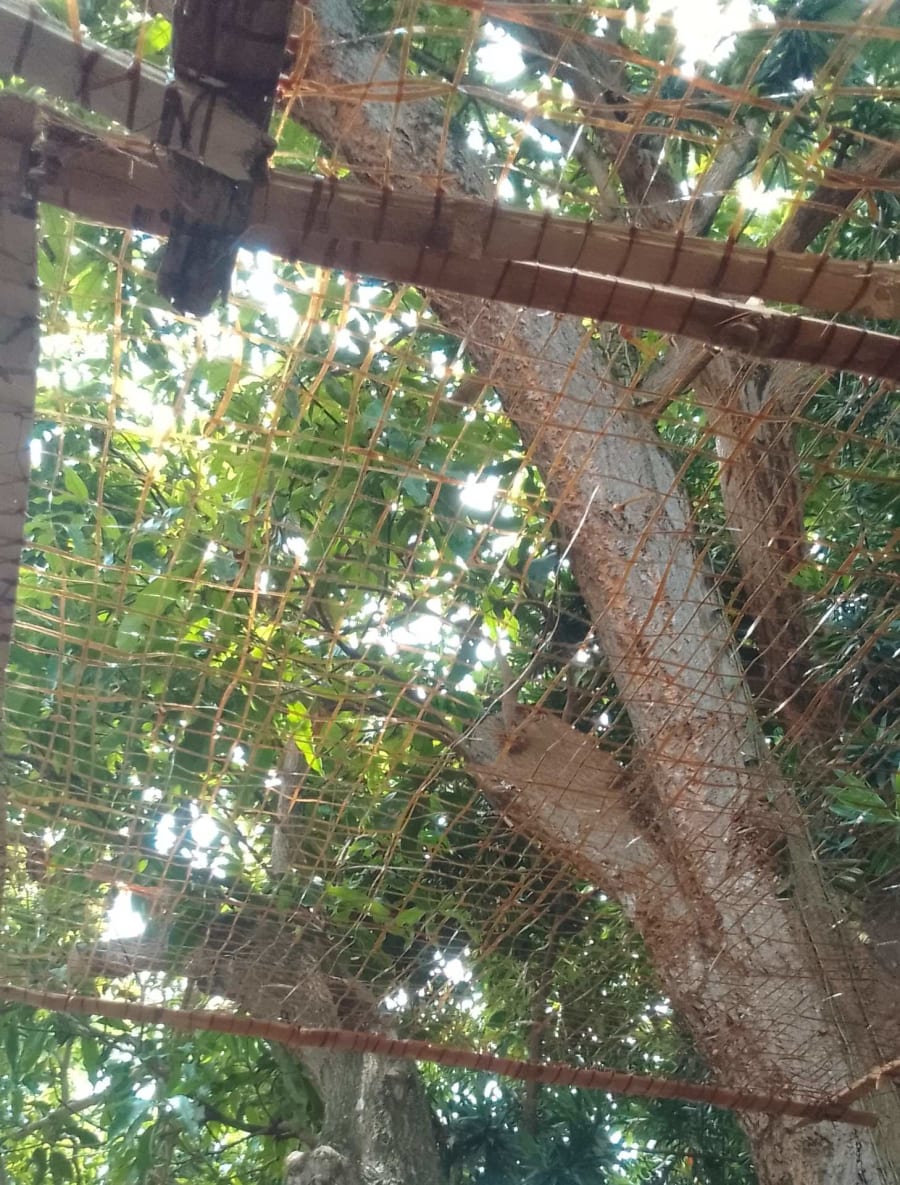 Design, Development and Research of Leaves Collector Extracted by Pet