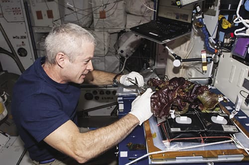 Astronaut harvesting lettuce on the space station