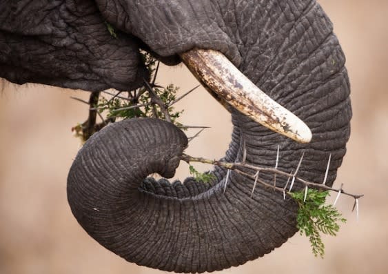 Elephant’s Trunk Image