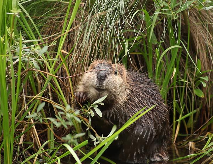 A 3-month-old beaver kit