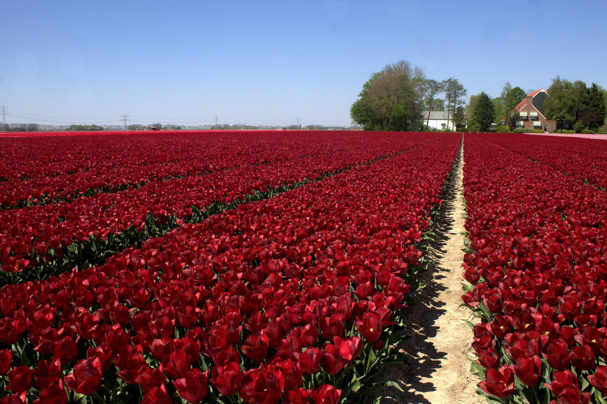 a field of red tulips in the netherlands