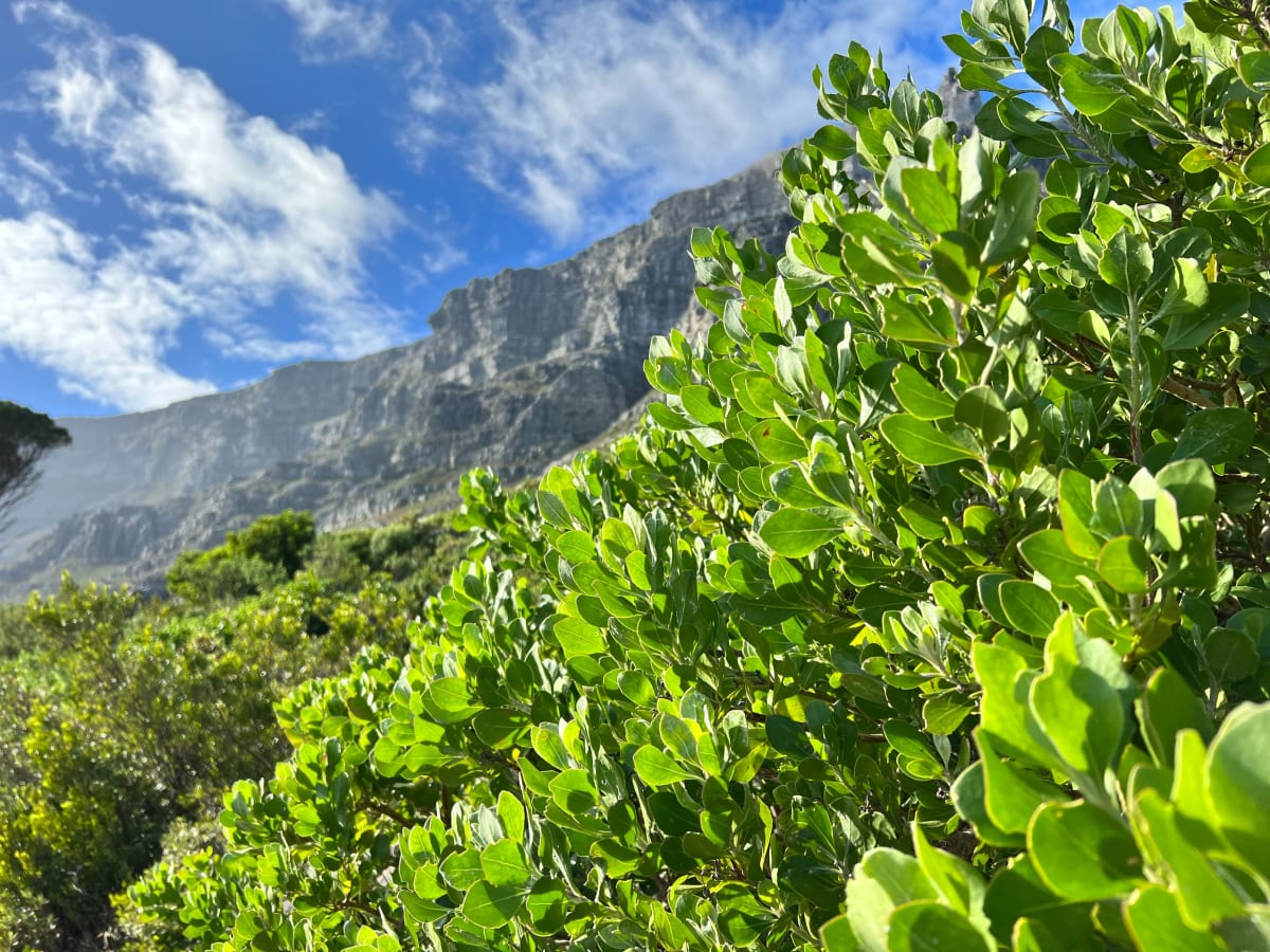 table mountain national park, cape town, south africa