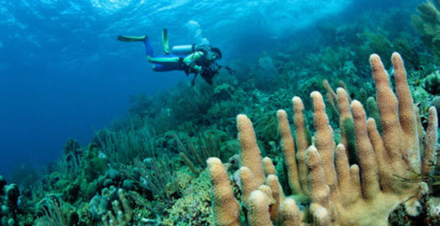 Snorkeling Diving