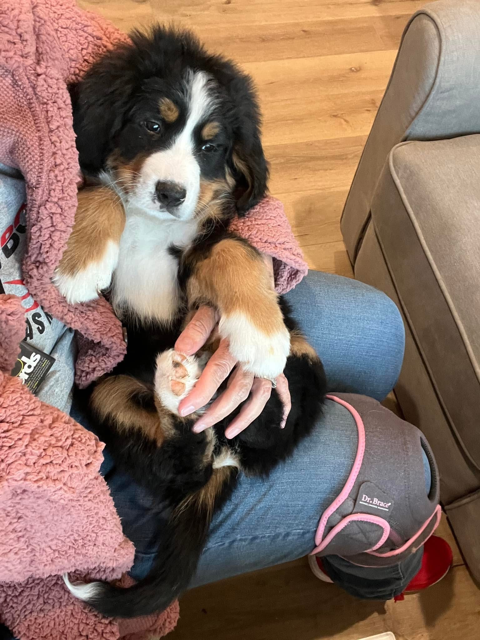 Bernese Mountain Dog