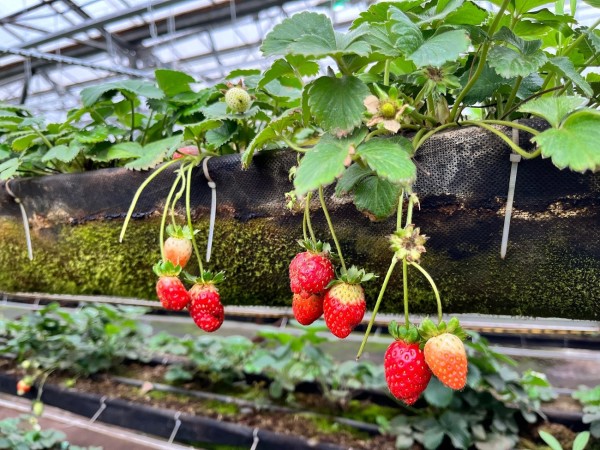 Клубничное настроение