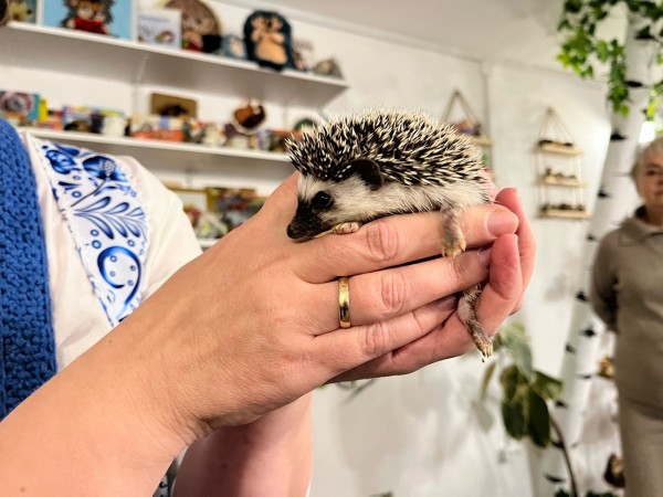 К Ежу Петровичу, да на кашу из топора