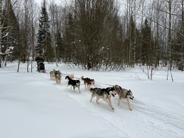 Снежные сказки про Хаски
