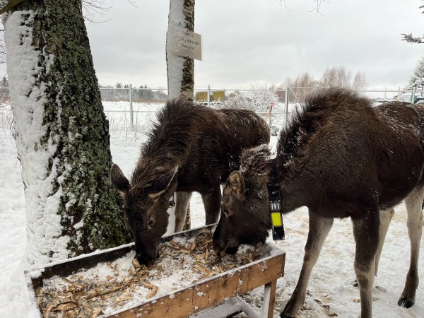 Где живут лоси и оживают лесные сказки