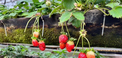 Новогодняя программа «Верхом на коне» на Клубничной ферме