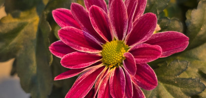 За весной и цветами