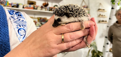 К Ежу Петровичу, да на кашу из топора