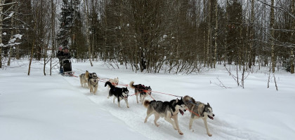 Снежные сказки про Хаски