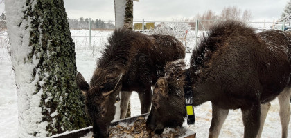 Где живут лоси и оживают лесные сказки
