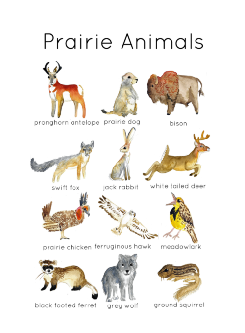 North American Prairie Wildlife Flashcards by Teach Simple North American Prairie Wildlife Flashcards by Teach Simple