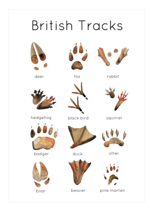 British Wildlife Tracks Printable Flashcards | Nature Study Printables by Teach Simple British Wildlife Tracks Printable Flashcards | Nature Study Printables by Teach Simple