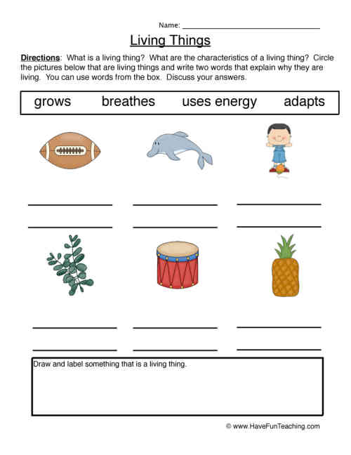 Describing Characteristics Living Things Worksheet by Teach ...