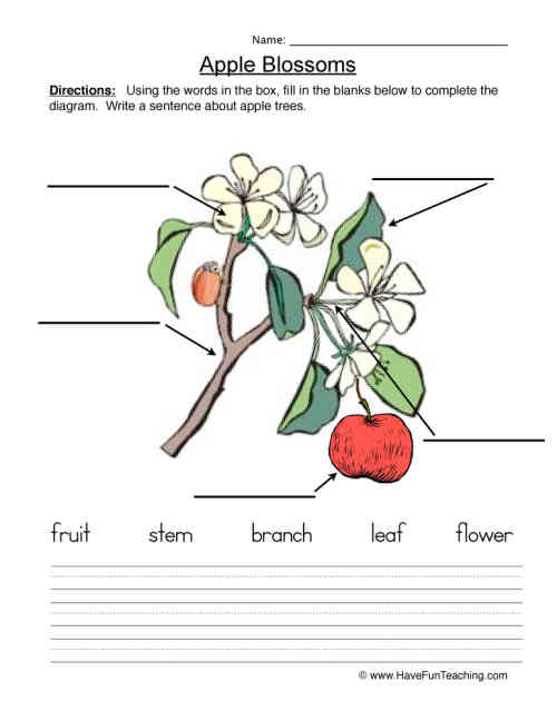 Seeds Plants Label a Plant Worksheet by Teach Simple