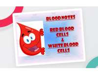 Blood Notes | Red Blood Cells and White Blood Cells PowerPoint Presentation preview