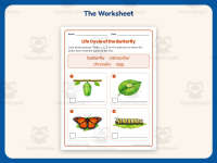 Butterfly Life Cycle Worksheet – 2nd Grade Insects Practice preview 2