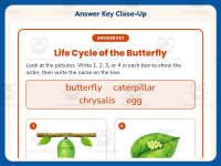 Butterfly Life Cycle Worksheet – 2nd Grade Insects Practice preview 7