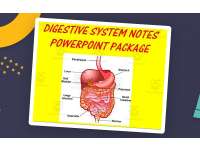 Digestive System | PowerPoint Presentations preview
