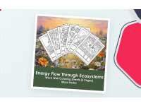 Energy Flow Through Ecosystems Word Wall Coloring Sheets (6 pgs.) preview