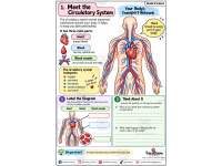 Grade 8 Science: The Circulatory System Activity Workbook | Heart. preview