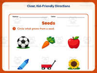 Growing from Seeds Worksheet – Kindergarten Life Cycle & Plants preview 4