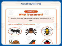 Insect Classification Worksheet – 2nd Grade Animals & Insects Practice preview 7