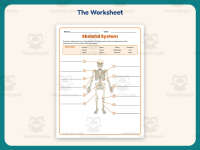 Label Skeletal System Worksheet – 4th Grade Anatomy & Human Body preview 2