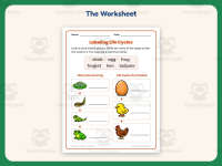 Labeling Life Cycles Worksheet – 1st Grade Science Practice preview 2