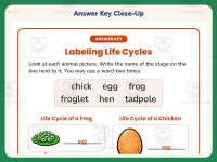 Labeling Life Cycles Worksheet – 1st Grade Science Practice preview 7