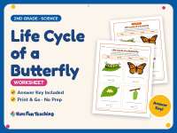 Life Cycle of a Butterfly Worksheet – 2nd Grade Animals & Insects preview