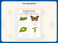 Life Cycle of a Butterfly Worksheet – 2nd Grade Animals & Insects preview 2