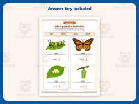 Life Cycle of a Butterfly Worksheet – 2nd Grade Animals & Insects preview 3