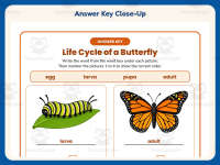 Life Cycle of a Butterfly Worksheet – 2nd Grade Animals & Insects preview 7