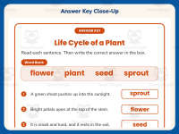 Life Cycle of a Plant Book – 2nd Grade Plants Practice + Answer Key preview 7