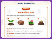 Life Cycle of Plants Matching Worksheet – 3rd Grade Science Practice preview 7