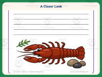 Lined Paper Worksheet: Crayfish Writing Paper – 1st Grade Practice preview 3