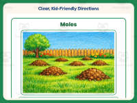 Moles Reading Comprehension Worksheet – 1st Grade Practice preview 4